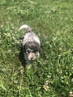 Cutie, a female Goldendoodle for sale in Augusta, WV – 5 of 5