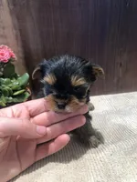 Jasper , a male Yorkshire Terrier for sale in Augusta, WV – Photo 2 of 7