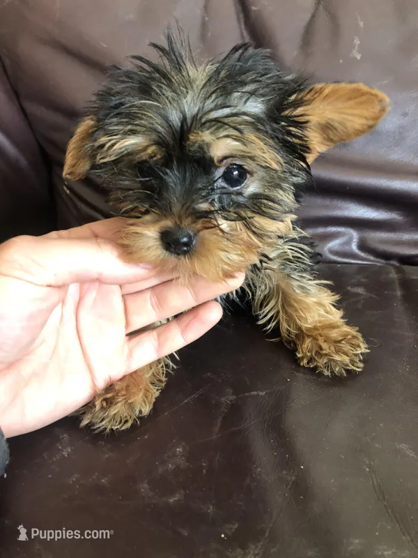Jasper  – Yorkshire Terrier puppy for sale in Augusta, WV