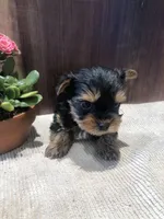 Jasper , a male Yorkshire Terrier for sale in Augusta, WV – Photo 6 of 7