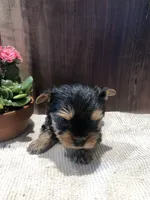 Jasper , a male Yorkshire Terrier for sale in Augusta, WV – Photo 3 of 7