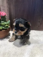 Jasper , a male Yorkshire Terrier for sale in Augusta, WV – Photo 7 of 7