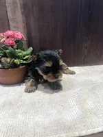 Jasper , a male Yorkshire Terrier for sale in Augusta, WV – Photo 5 of 7