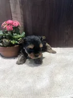 Jasper , a male Yorkshire Terrier for sale in Augusta, WV – Photo 4 of 7