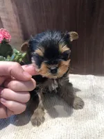 Jasper , a male Yorkshire Terrier for sale in Augusta, WV – Photo 1 of 7