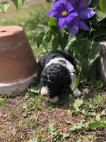 Roper, a male Goldendoodle for sale in Augusta, WV – 3 of 6