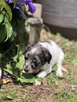 Princess, a female Goldendoodle for sale in Augusta, WV – 2 of 4