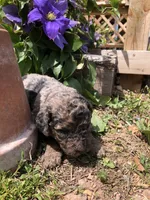 Buckeye, a male Goldendoodle for sale in Augusta, WV – 5 of 5