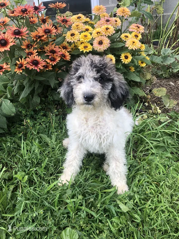 Frosty – Goldendoodle puppy for sale in Augusta, WV