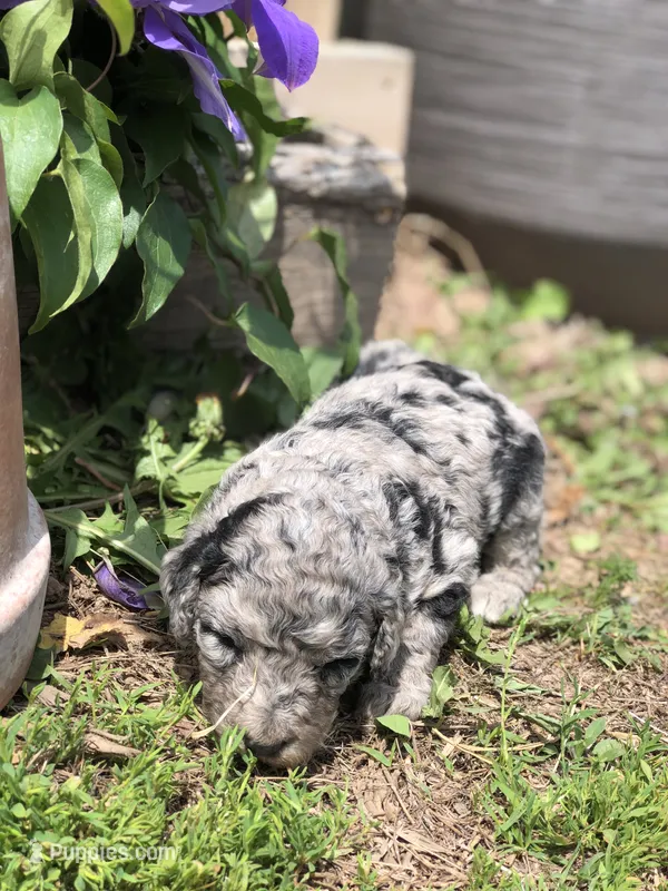 Daisy – Goldendoodle puppy for sale in Augusta, WV