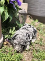 Daisy, a female Goldendoodle for sale in Augusta, WV – 1 of 5
