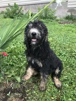 Midnight, a female Goldendoodle for sale in Augusta, WV – 2 of 8