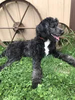 Stetson, a male Bernedoodle for sale in Augusta, WV – 6 of 8