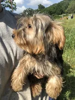 Flint, a male Yorkshire Terrier for sale in Augusta, WV – 3 of 10