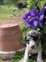 Cutie, a female Goldendoodle for sale in Augusta, WV – 2 of 5