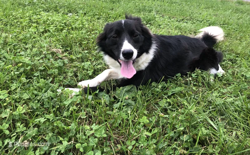 Patty – Border Collie puppy for sale in Augusta, WV