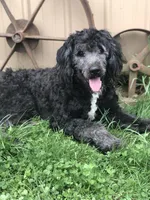 Stetson, a male Bernedoodle for sale in Augusta, WV – 7 of 8