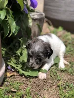 Princess, a female Goldendoodle for sale in Augusta, WV – 1 of 4