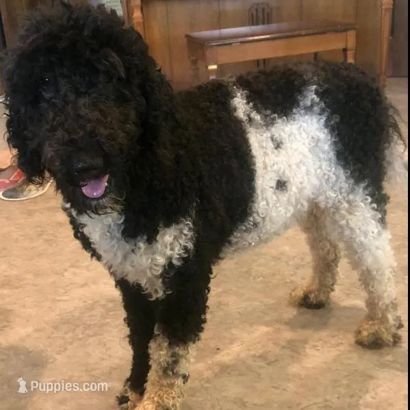Standard Bernedoodles, a  Bernedoodle for sale in Augusta, WV – Photo 2 of 9