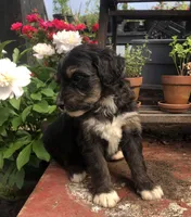 Champ, a male Bernedoodle for sale in Augusta, WV – 7 of 10