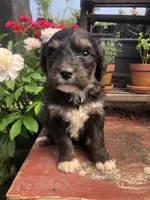 Champ, a male Bernedoodle for sale in Augusta, WV – 6 of 10