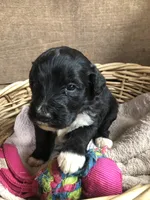 Standard Bernedoodles, a male Bernedoodle for sale in Augusta, WV – Photo 9 of 9