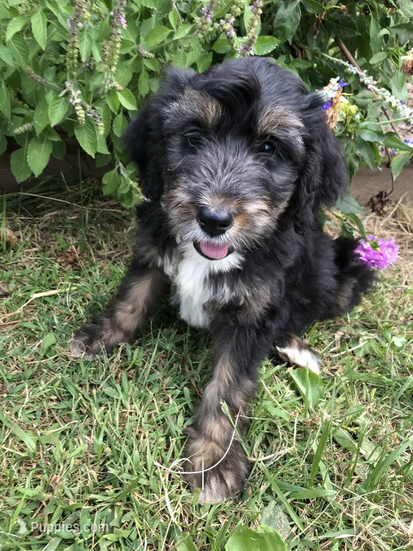 Standard Bernedoodles