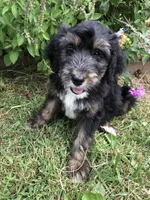 Standard Bernedoodles, a  Bernedoodle for sale in Augusta, WV – Photo 1 of 9