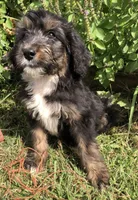 Standard Bernedoodles, a  Bernedoodle for sale in Augusta, WV – Photo 4 of 9