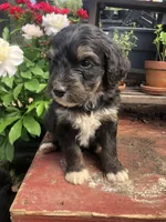 Champ, a male Bernedoodle for sale in Augusta, WV – 4 of 10