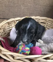 Standard Bernedoodles, a male Bernedoodle for sale in Augusta, WV – Photo 6 of 9