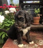 Champ, a male Bernedoodle for sale in Augusta, WV – 3 of 10