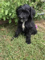 Standard Bernedoodles, a  Bernedoodle for sale in Augusta, WV – Photo 8 of 9
