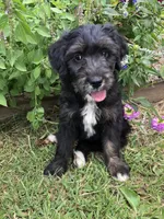 Standard Bernedoodles, a  Bernedoodle for sale in Augusta, WV – Photo 7 of 9