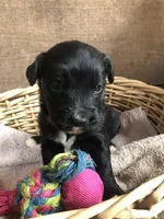 Standard Bernedoodles, a male Bernedoodle for sale in Augusta, WV – Photo 8 of 9