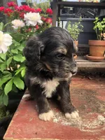 Champ, a male Bernedoodle for sale in Augusta, WV – 5 of 10