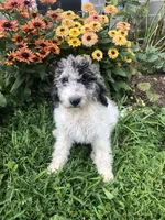 Frosty, a female Goldendoodle for sale in Augusta, WV – 2 of 9