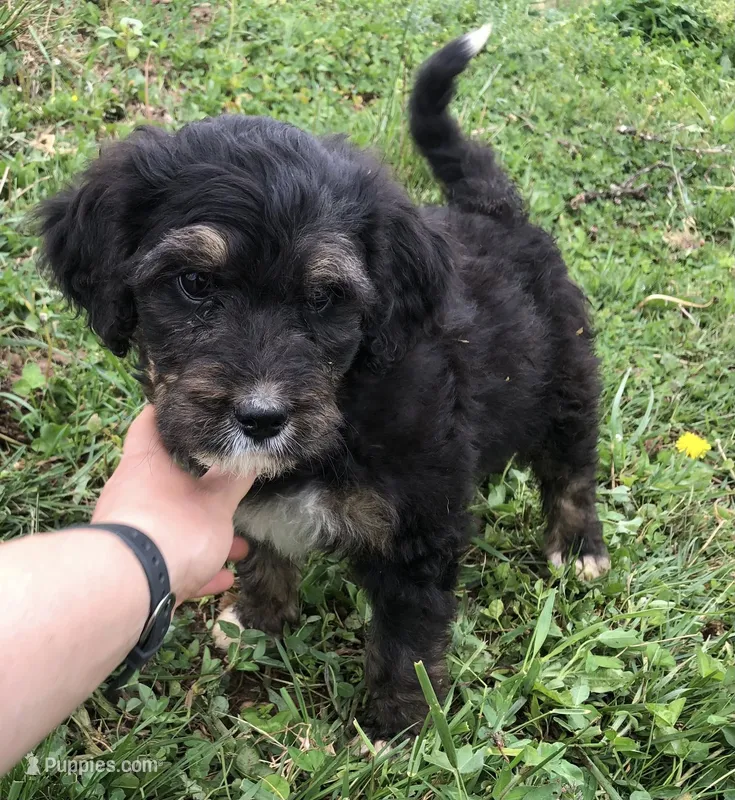 Champ – Bernedoodle puppy for sale in Augusta, WV