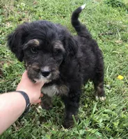 Champ, a male Bernedoodle for sale in Augusta, WV – 1 of 10