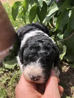 Roper, a male Goldendoodle for sale in Augusta, WV – 2 of 6