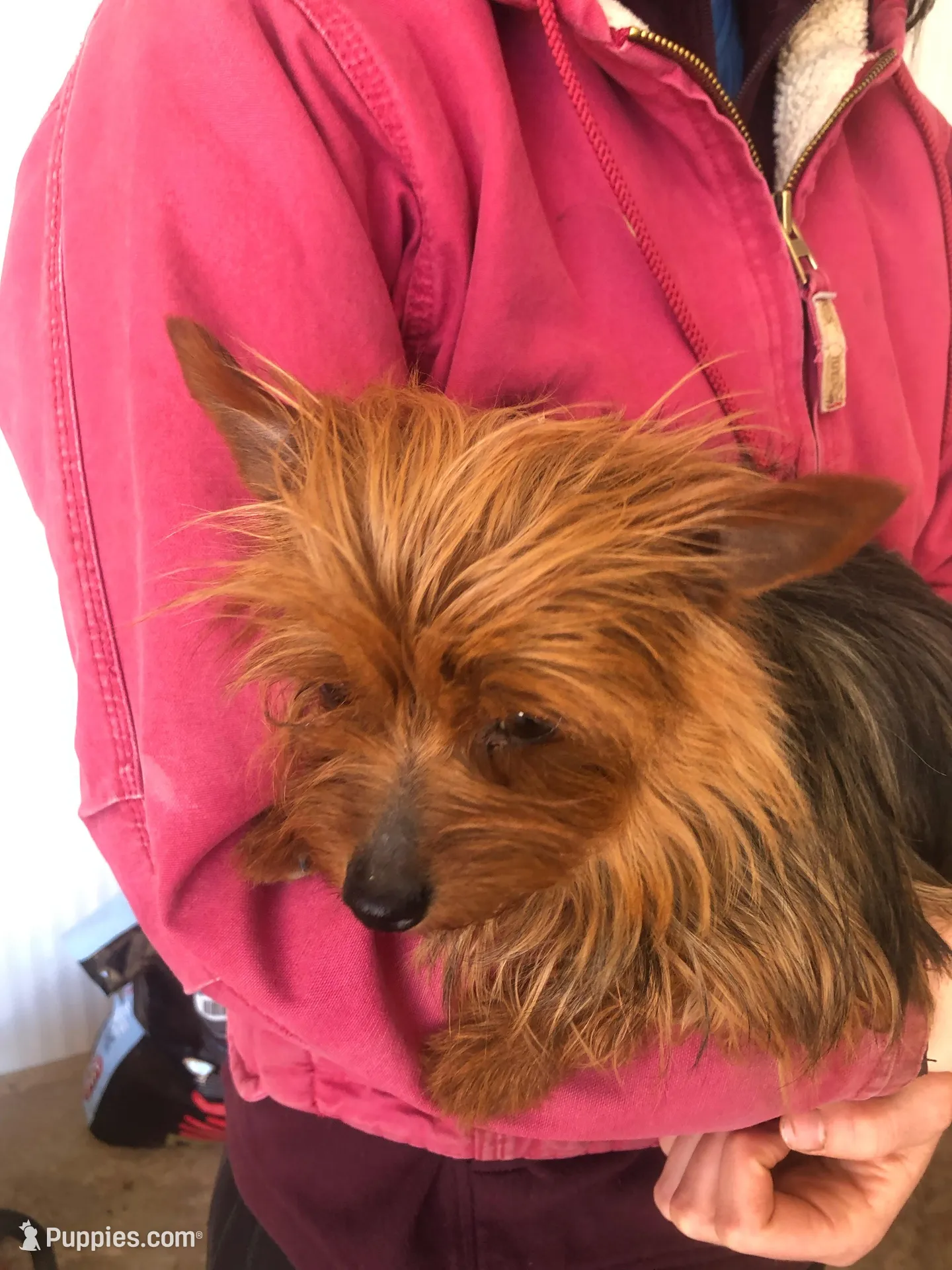 Flint, a male Yorkshire Terrier for sale in Augusta, WV – 7 of 8