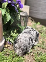 Daisy, a female Goldendoodle for sale in Augusta, WV – 4 of 5