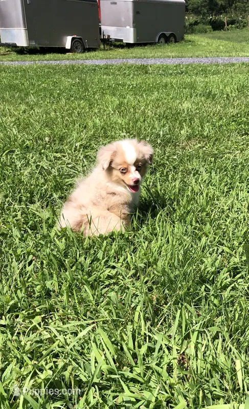 Akira – Toy Australian Shepherd puppy for sale in Augusta, WV