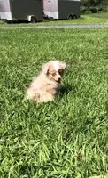 Akira, a male Toy Australian Shepherd for sale in Augusta, WV – 1 of 7
