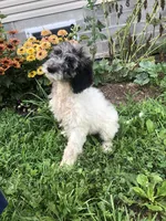 Princess, a female Goldendoodle for sale in Augusta, WV – 1 of 6