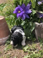 Roper, a male Goldendoodle for sale in Augusta, WV – 6 of 6