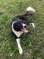 Patty, a female Border Collie for sale in Augusta, WV – 3 of 5