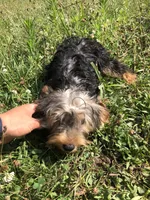 Canyon, a male Yorkshire Terrier for sale in Augusta, WV – 2 of 10