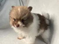 Princess, a female Pomeranian for sale in Lakewood, OH – 2 of 3