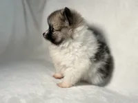 Oreo, a male Pomeranian for sale in Lakewood, OH – 2 of 3
